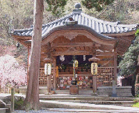手前に桃色の桜のような木があり奥に瓦屋根で白い提灯のようなものが3点吊り下げられている木造の堂の写真