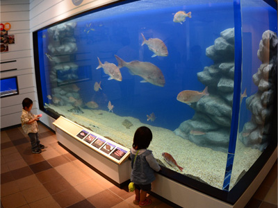 大きな魚が数匹泳いでいる大きな水槽の前で、小さな子どもが2人、水槽の中を観察している様子が写った写真(福井県海浜自然センター)