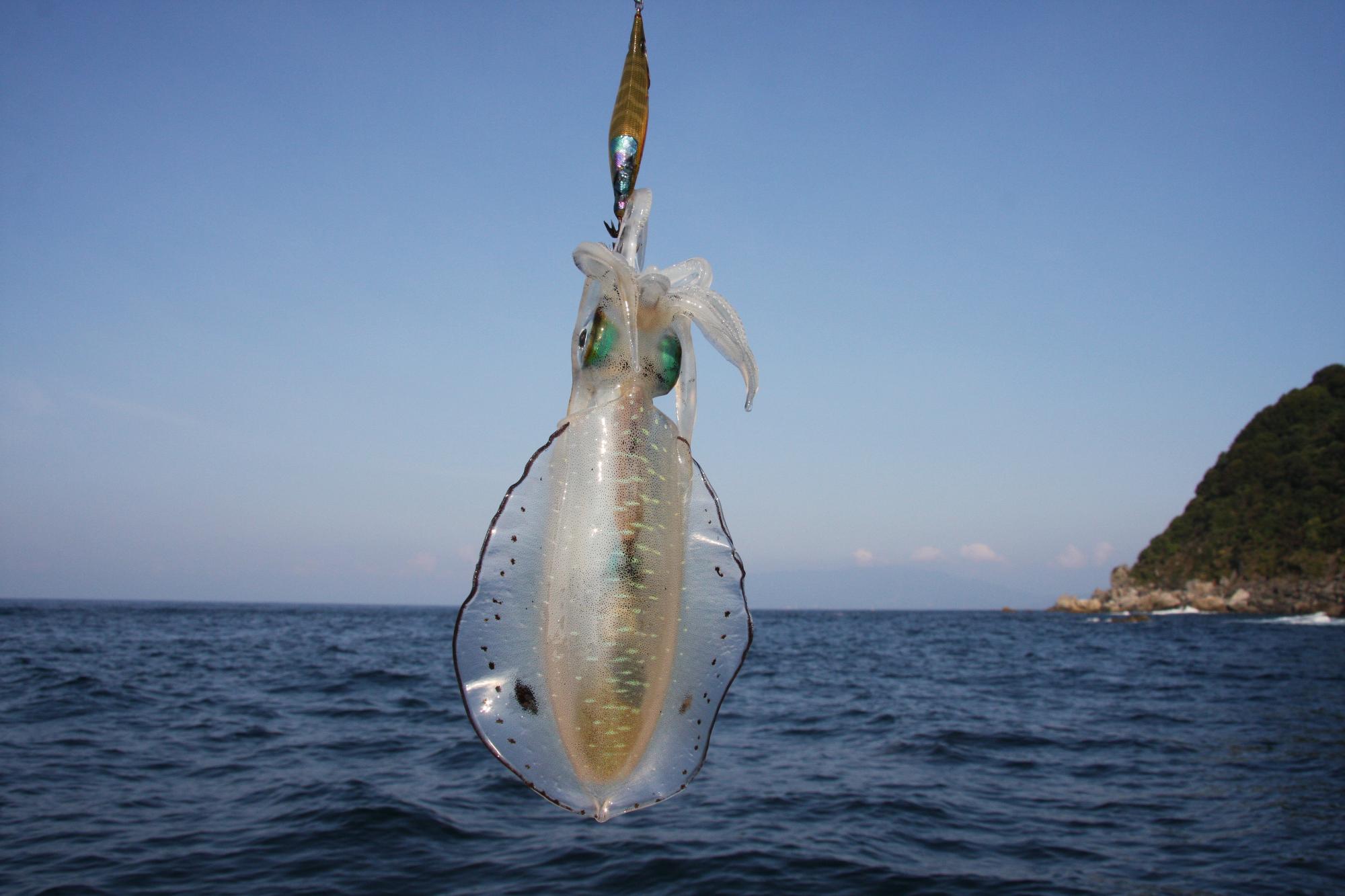釣り上げられたアオリイカの写真