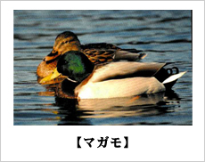 奥に茶色のマガモ、手前に身体が白と黒、首から上が緑色、嘴が黄色のマガモがおり、寄り添って水の上を泳いている写真