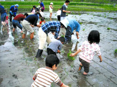 子供たちがかや田で田植えを体験している写真