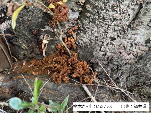 幼虫のフラス