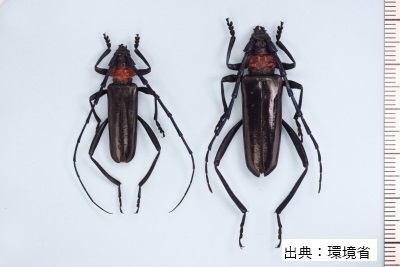 成虫の画像
