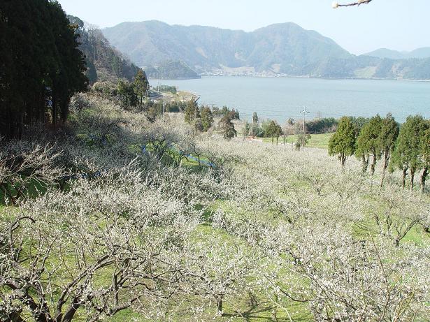 福井梅が咲き誇る梅園の写真の縮小画像