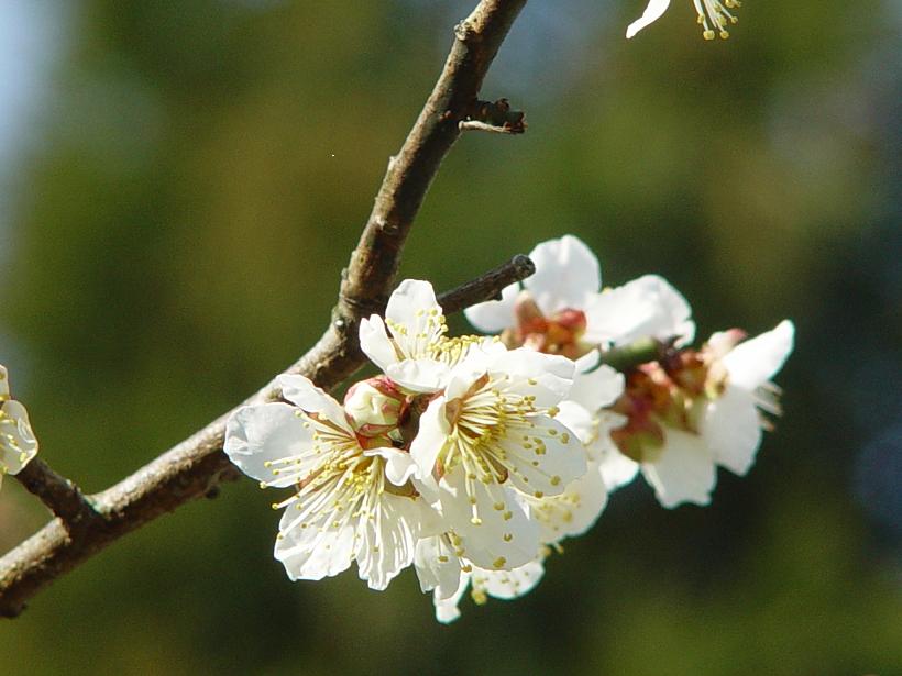 枝の先に白い梅の花が咲いている写真の縮小画像