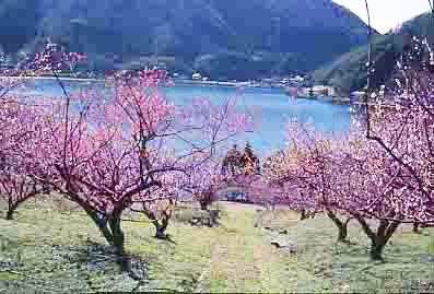 花を咲かせる梅の木の写真
