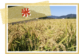 収穫を待つ米の写真