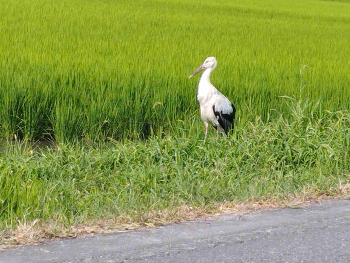 若狭町日笠地区コウノトリヒナ （令和8年7月22日 若狭町 提供）