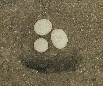 土に埋まる3つの葺石の写真