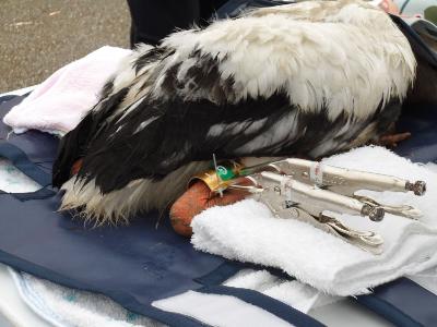 若狭町コウノトリヒナの足環装着作業（令和8年6月22日）