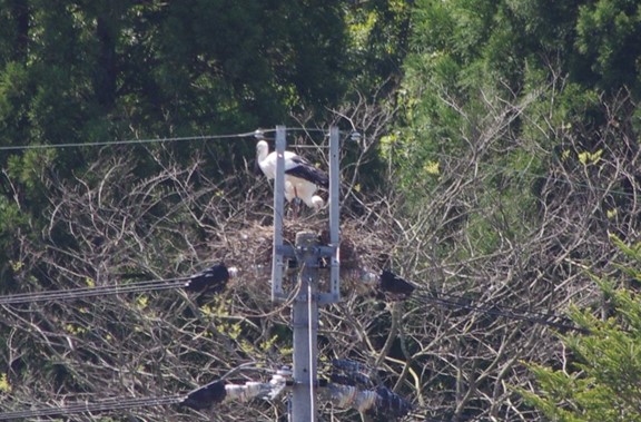 電柱巣の2羽のコウノトリ （令和8年4月11日 日本野鳥の会会員 提供）