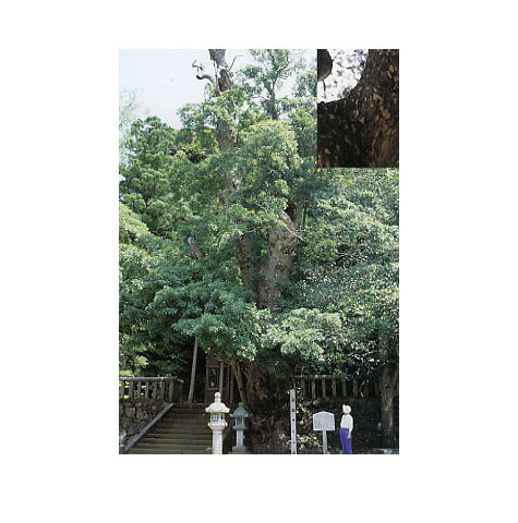 小川神社の石段の右側にあるカゴノキの写真