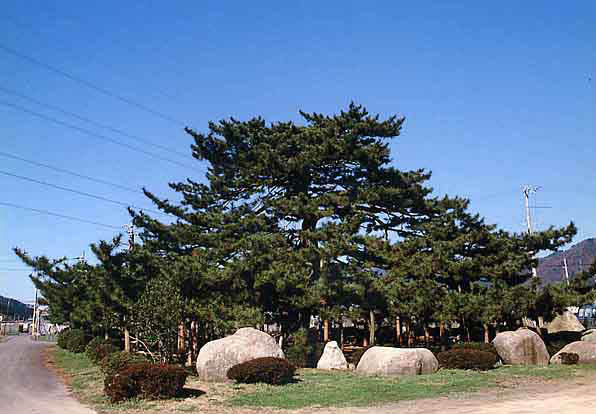青空の下、手前に少しの芝生と大きな岩数個、奥にはまるで大きな松の木が写っている写真