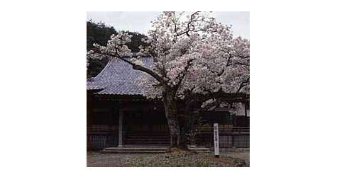 関福乗寺の庭に艶麗と咲き誇る「楊貴妃桜」の写真