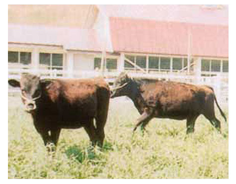 嶺南牧場を歩く2頭の若狭牛の写真