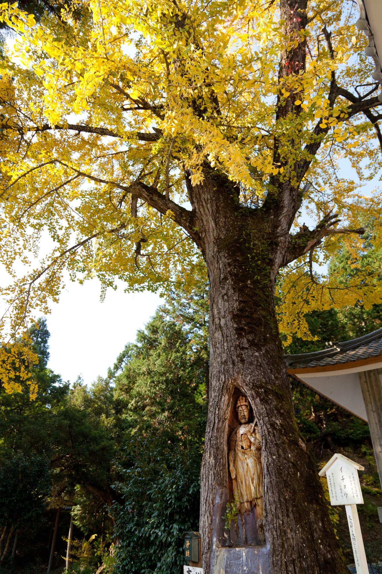 黄色に色付いたイチョウの大木に彫られた銀杏観音の写真
