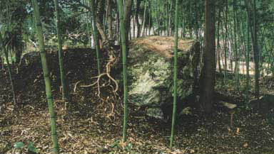 緑の細い竹が生えている間に石室の天井岩が露出している上高野古墳の写真