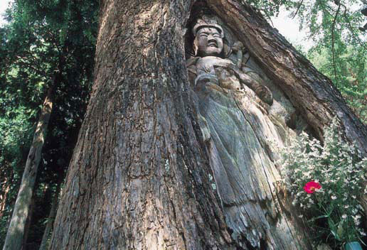 大木の中に彫られた観音像の写真（諦應寺の銀杏観音）