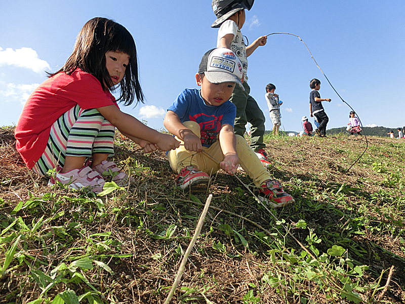 青い空の下で子どもたちが、地面から生えている芋の蔓のようなものをを引っ張っている写真