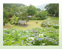 緑がたくさんの公園内に紫色の紫陽花が咲いている様子の写真