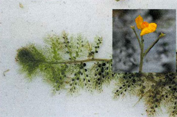 三方五湖のまわりのイヌタヌキモの茎と黄色い花の写真の縮小画像