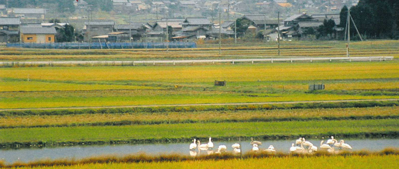 川に集まっている水鳥と黄緑色に広がるふゆみずたんぼ(若狭町向笠)の写真