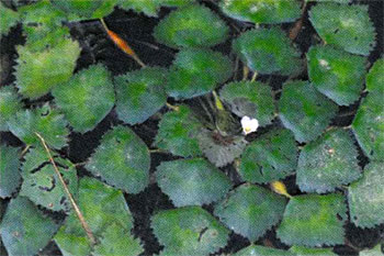 三方五湖のまわりのヒシの葉の写真の縮小画像