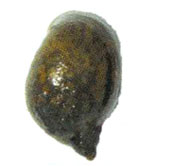 褐色の小さな巻き貝であるモノアラガイの写真の縮小画像