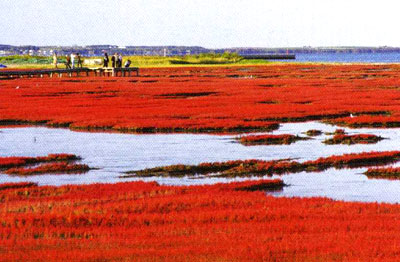 赤い草むらのような塩性湿地の写真