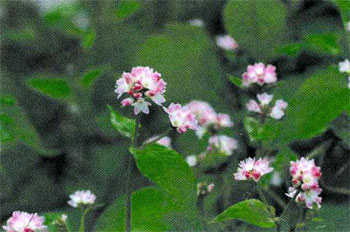 三方五湖のまわりのミゾソバの白とピンクの花の写真の縮小画像