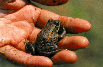 暗褐色のダルマガエルを手のひらに乗せている写真の縮小画像