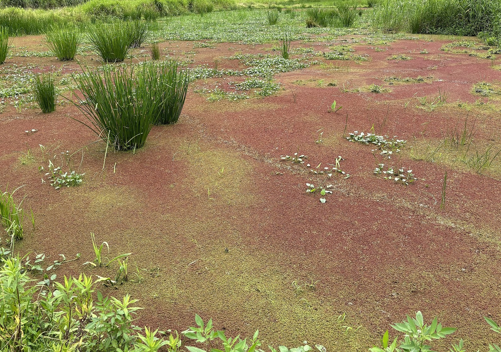 gairai1